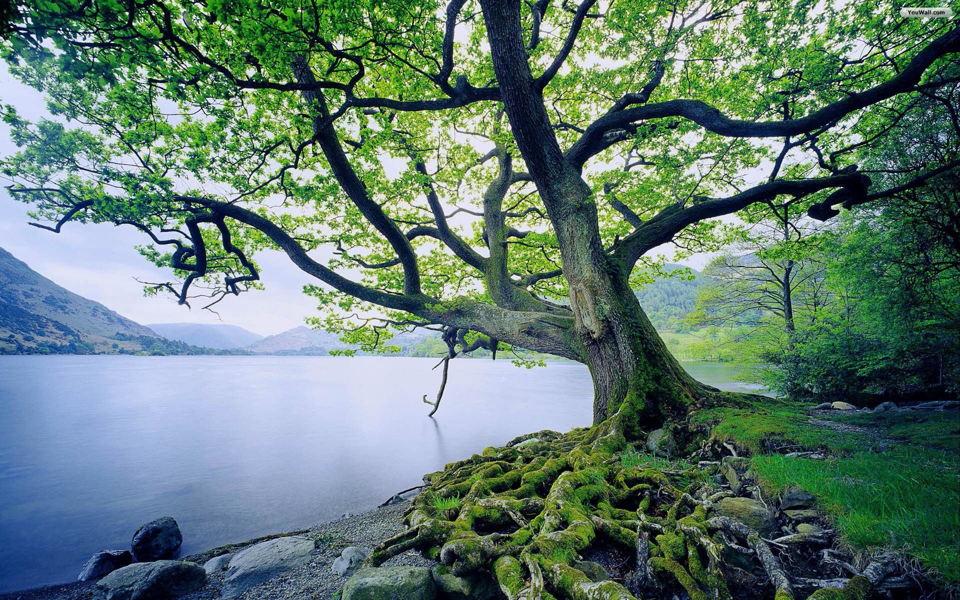 green_tree_near_the_lake_wallpaper_39ee1